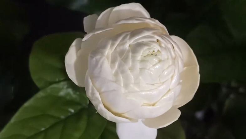 圆叶虎头茉莉花绽放如凝脂白玉